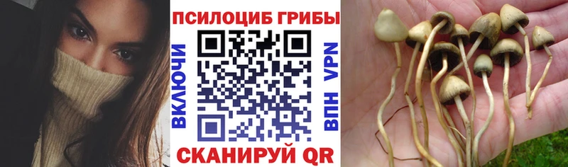 даркнет телеграм  Тейково  Галлюциногенные грибы Psilocybine cubensis 